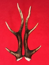 PAIR OF SIKA DEER ANTLERS 379g.   aprox. 32/34cm.