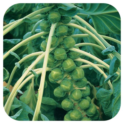 Brussels sprout trafalgar - f1, 'trafalgar'