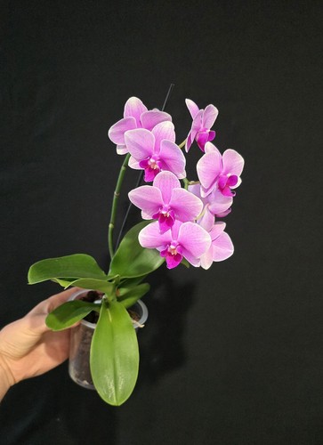 Phalaenopsis pink cascade - pink,