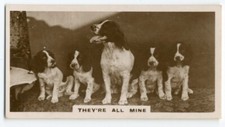 ENGLISH SPRINGER SPANIEL & PUPS 1930'S J MILLHOFF DE RESZKE DOG CIGARETTE CARD