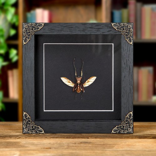 Taxidermy stag beetle with - taxidermy,