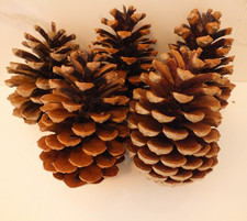 Large 14 cm  5 pieces  Pine
