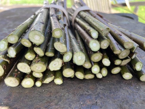Willow cuttings 100 fresh - willow, cut