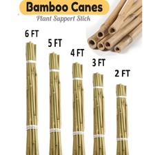 Thick Bamboo Canes 2–6FT