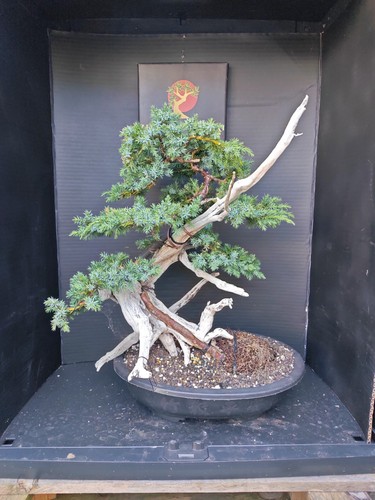 Tanuki needle juniper - tanuki,