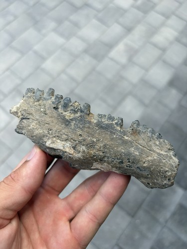 Prehistoric fossil wahoo - prehistoric, fish