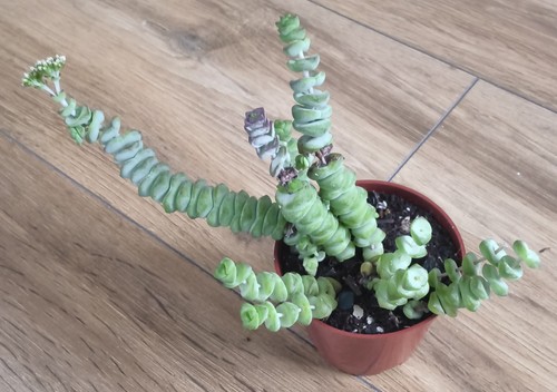Crassula marnieriana jade - crassula,