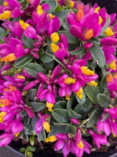 Polygala plant alpine - polygala,