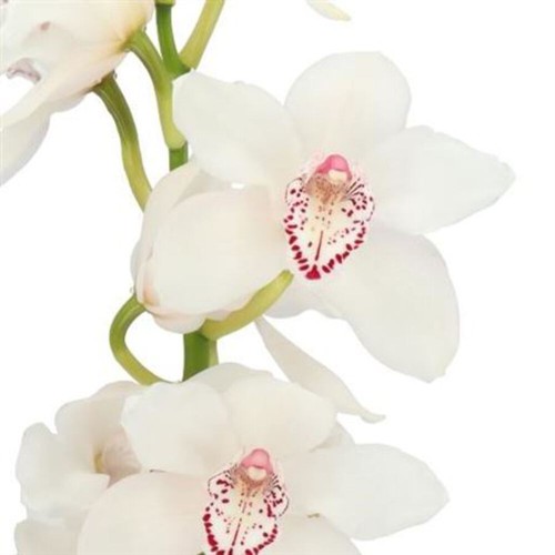 Farm fresh orchid cymbidium - orchid/cymbidium, t