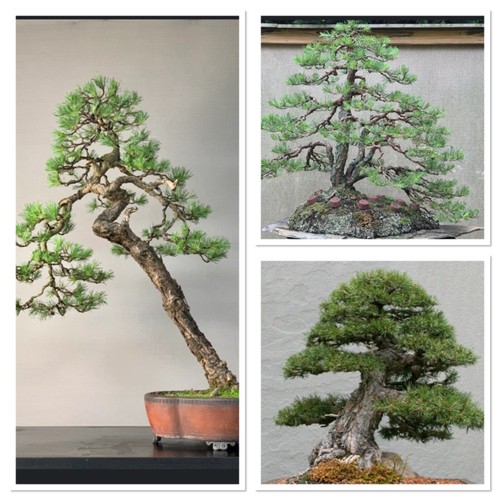 Scots pine tree ideal bonsai - scots,