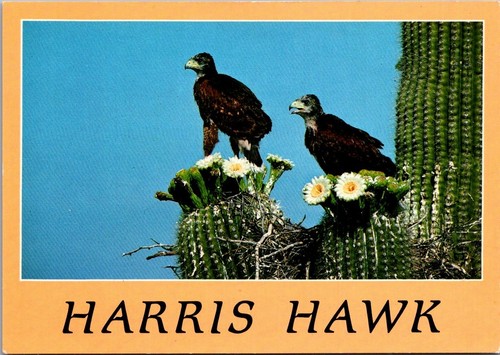 Harris hawk saguaro cactus - saguaro,