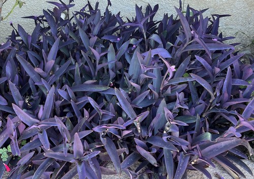 Jew cuttings purple - 10,