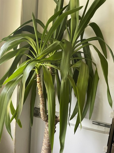Large live yucca elephantipes - yucca,