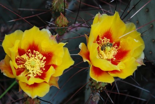 Succulents prickly pear - ,