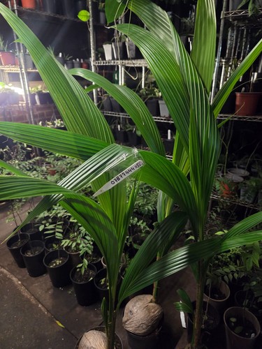 Coconut plant cocos nucifera - coconut,