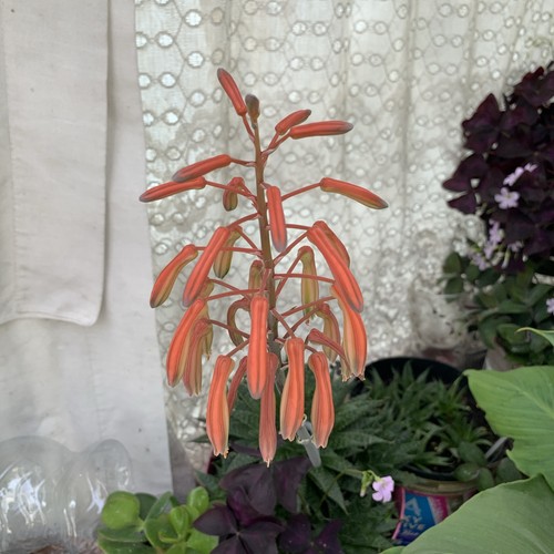 Three live plant aloe vera - three,