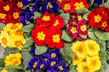 Polyanthus Plants - 'Stella