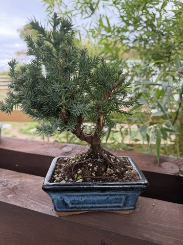 Juniper bonsai tree - juniper,