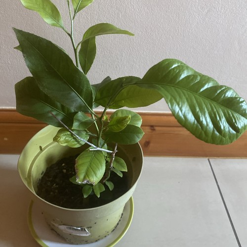 Citrus bonsai lime plant - bonsai,