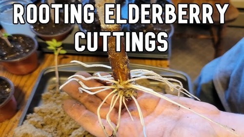 Well rooted elderberry tree - rooted,