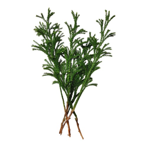 Princess pine clubmoss - 5,