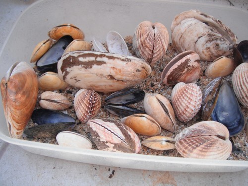 Job lot whole shells - of, both
