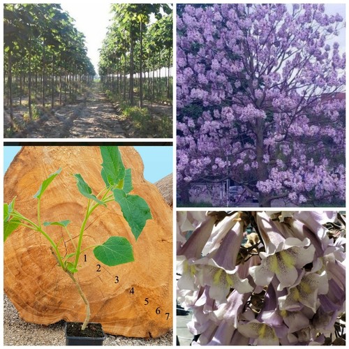 Paulownia pao tong z07 - paulownia,