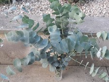 Stick insect food, Fresh Organic Eucalyptus Leaves on The Stems 250gr Lot No.35
