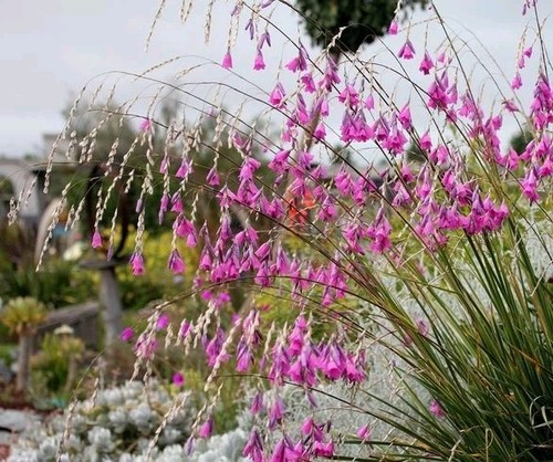Dierama pulcherrimum angel s - pulcherrimum,