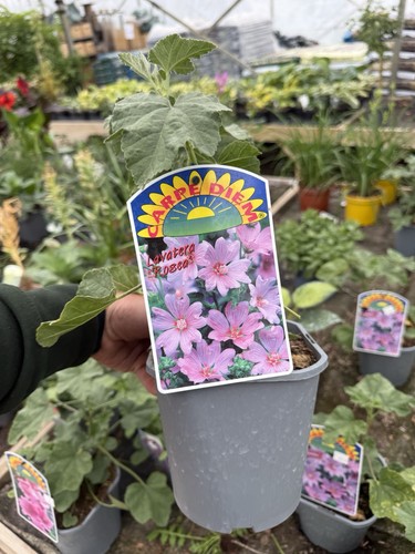 Lavatera rosea plant 2l - ‘rosea’,