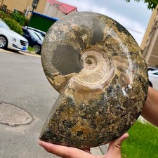 Natural colorful large conch fossil specimen healing - 8.8LB