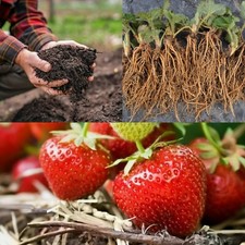 20 x Strawberry 'Cambridge Favourite' Bare Roots - Free Growing Compost
