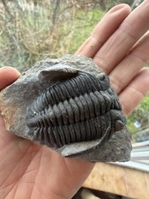 Hollardops Trilobite Fossil