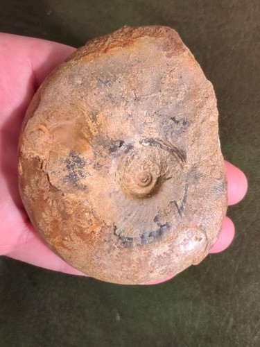 Large fossil ammonite - fossil,