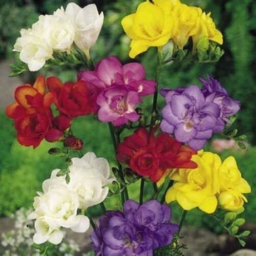 Freesia double mixed - x,