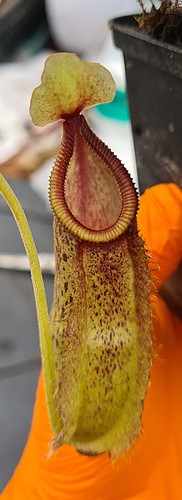Nepenthes spathulata hamata - nepenthes, x