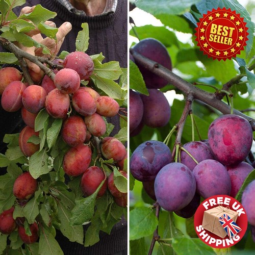 Rare tall plum - rare, fruit