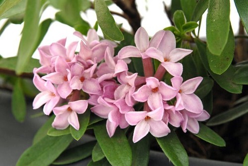 Daphne transatlantica pink - daphne,