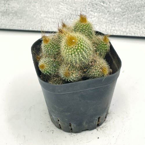 Mammillaria elongata - , |
