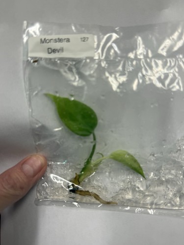 Monstera devil monster tissue - monstera,