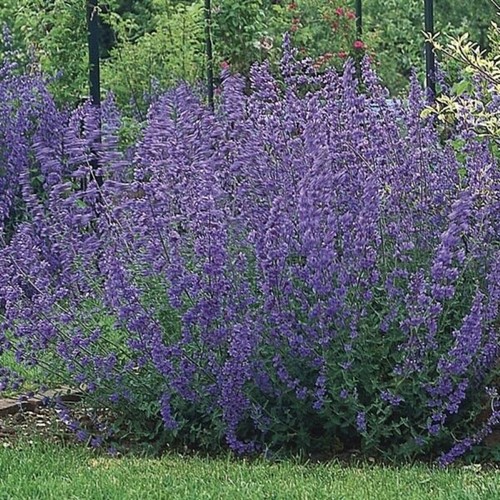 Scented nepeta six hills - scented,