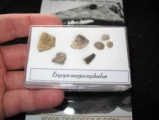 Permian Eryops giant amphibian