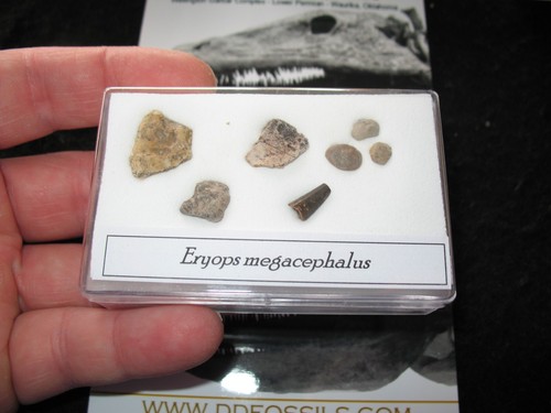 Permian eryops giant amphibian - permian,