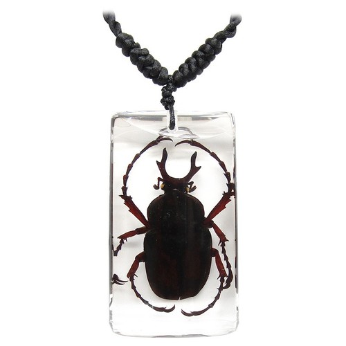 Real black stag beetle - stag,