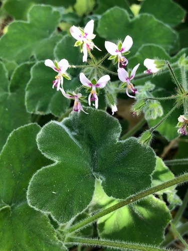 Rare unique fuzzy mint scented - fuzzy,