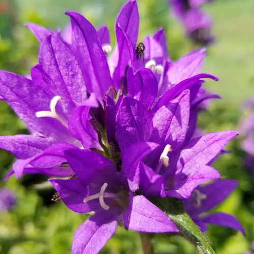 Campanula glomerata purple - campanula,