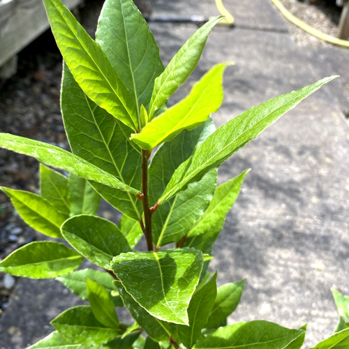 Laurus nobilis sweet bay - nobilis,