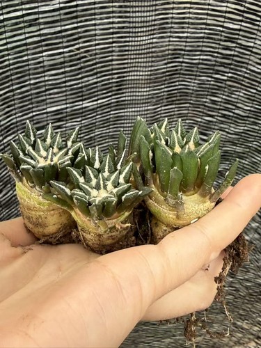 3pcs ariocarpus - 3pcs,