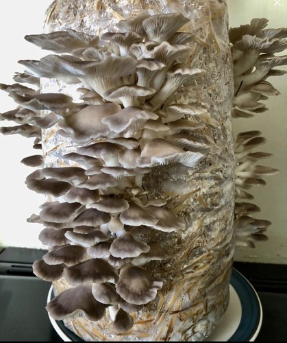 Mushroom grow kit phoenix - grow, kit,