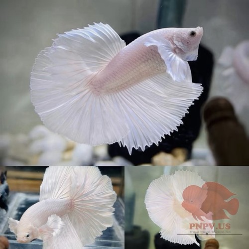 Male white dumbo - halfmoon,